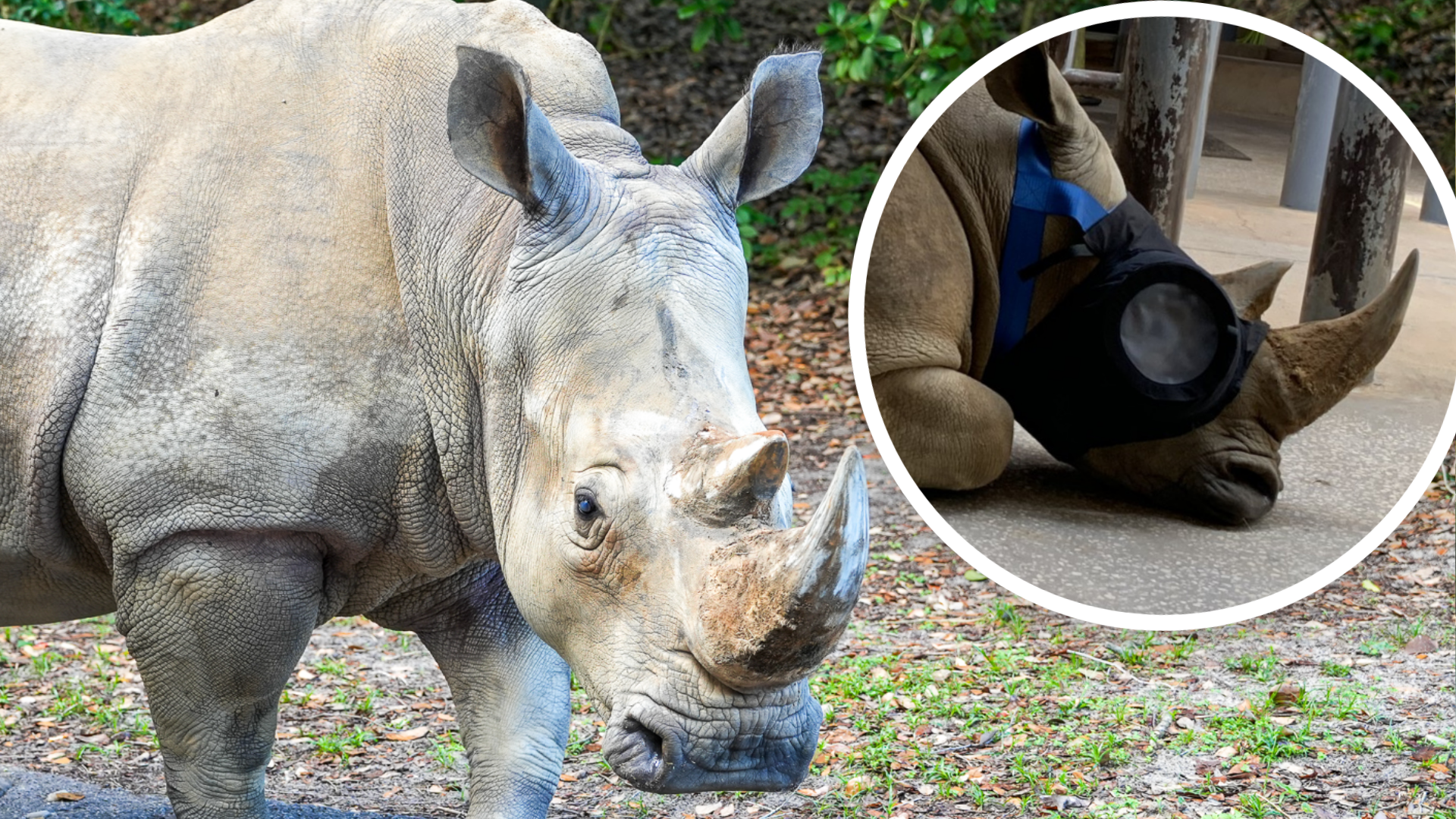 How Kendi the White Rhino Regained Her Sight at Disneys Animal Kingdom | The Main Street Mouse How Kendi the White Rhino Regained Her Sight at Disneys Animal Kingdom