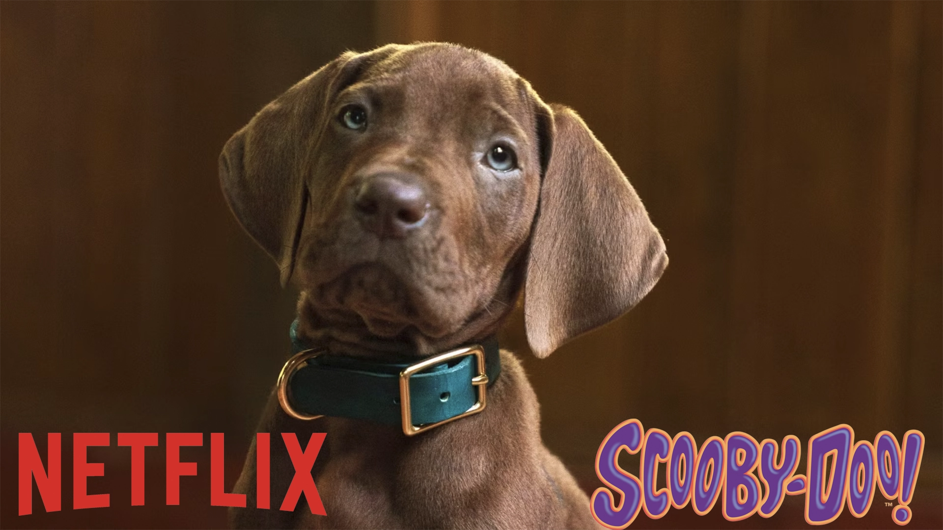 Netflix Releases First Teaser for ScoobyDoo Origins LiveAction Series | The Main Street Mouse Netflix Releases First Teaser for Scooby doo Origins Live action Series