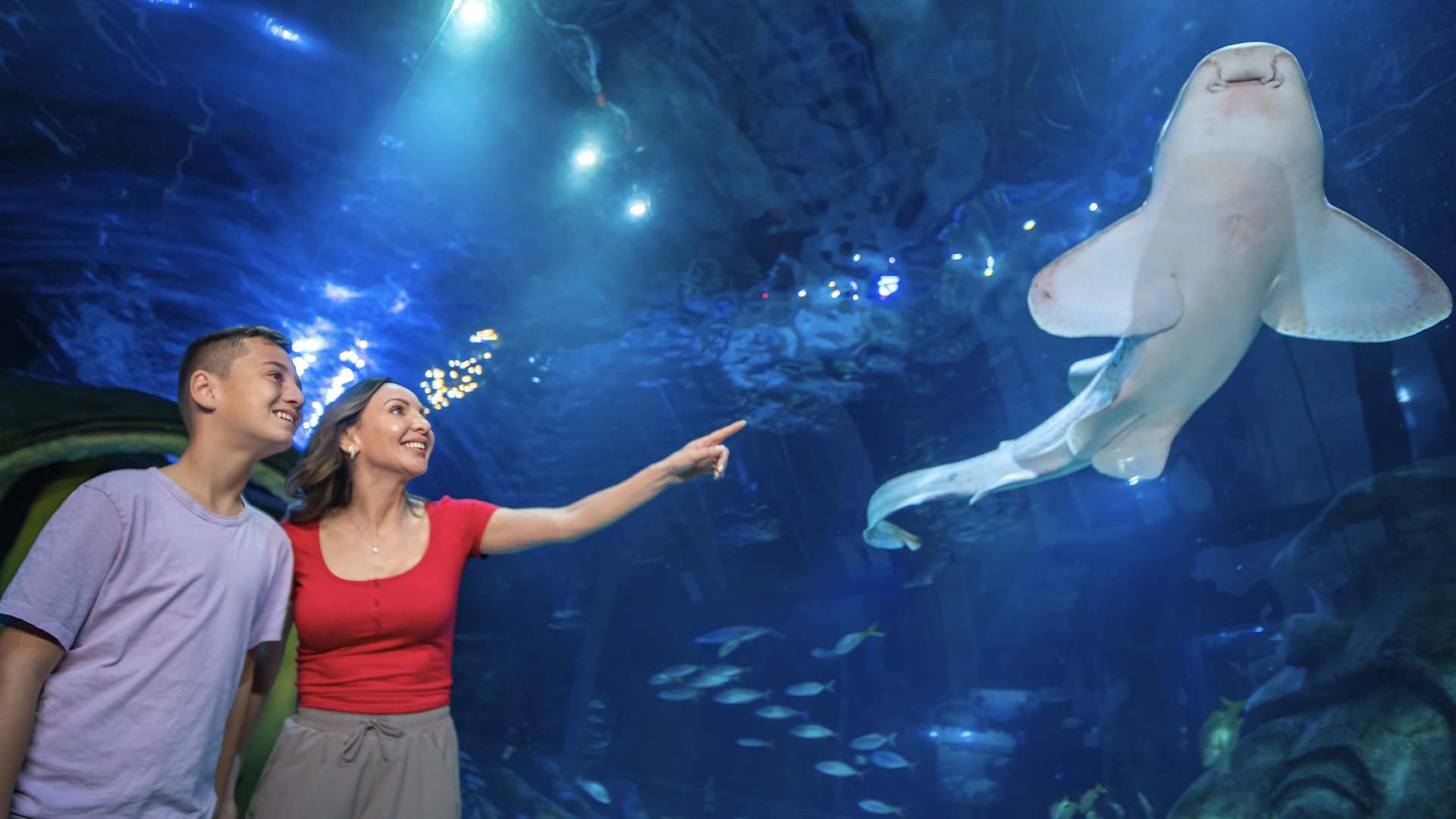 Dive Into a JAWSome Summer of Sharks at SEA LIFE Orlando Aquarium | The Main Street Mouse Dive into a Jaw some Summer of Sharks at Sea Life Orlando Aquarium