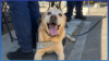 Hang Up the Harness: Beloved Disneyland Security Dog Benny Retires in Style
