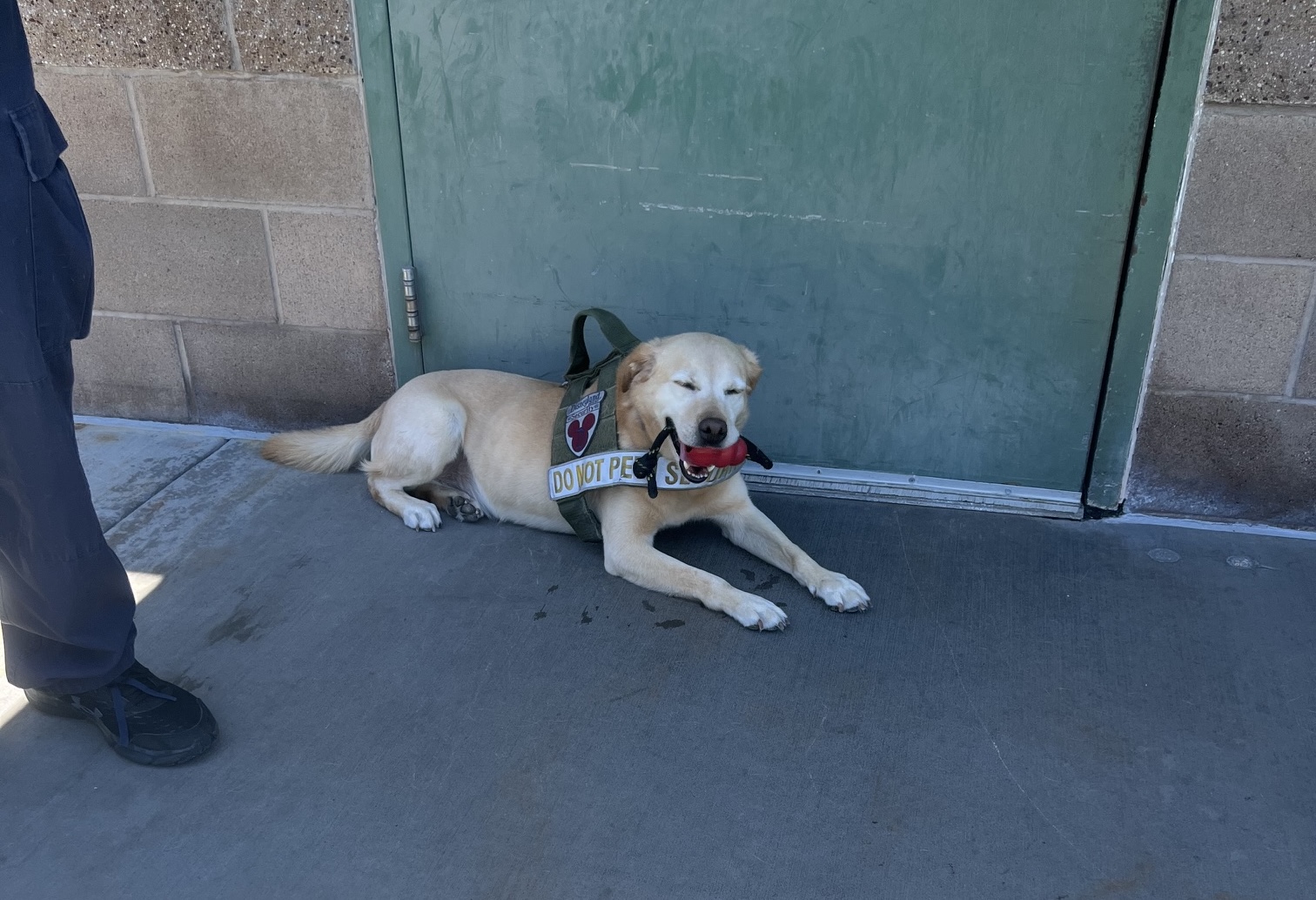 Benny the Security Dog Disneyland Retires 4 | The Main Street Mouse Benny the Security Dog Disneyland Retires 4
