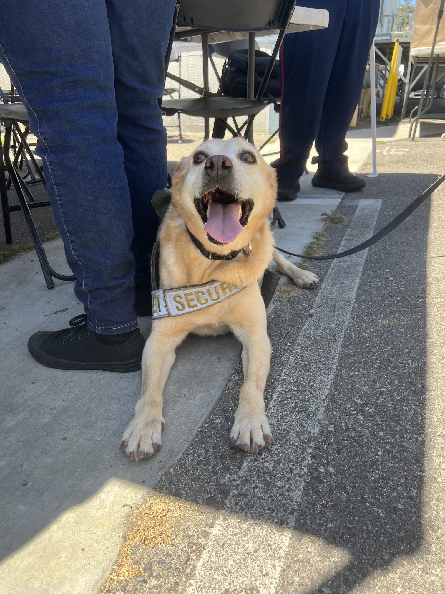 Benny the Security Dog Disneyland Retires | The Main Street Mouse Benny the Security Dog Disneyland Retires