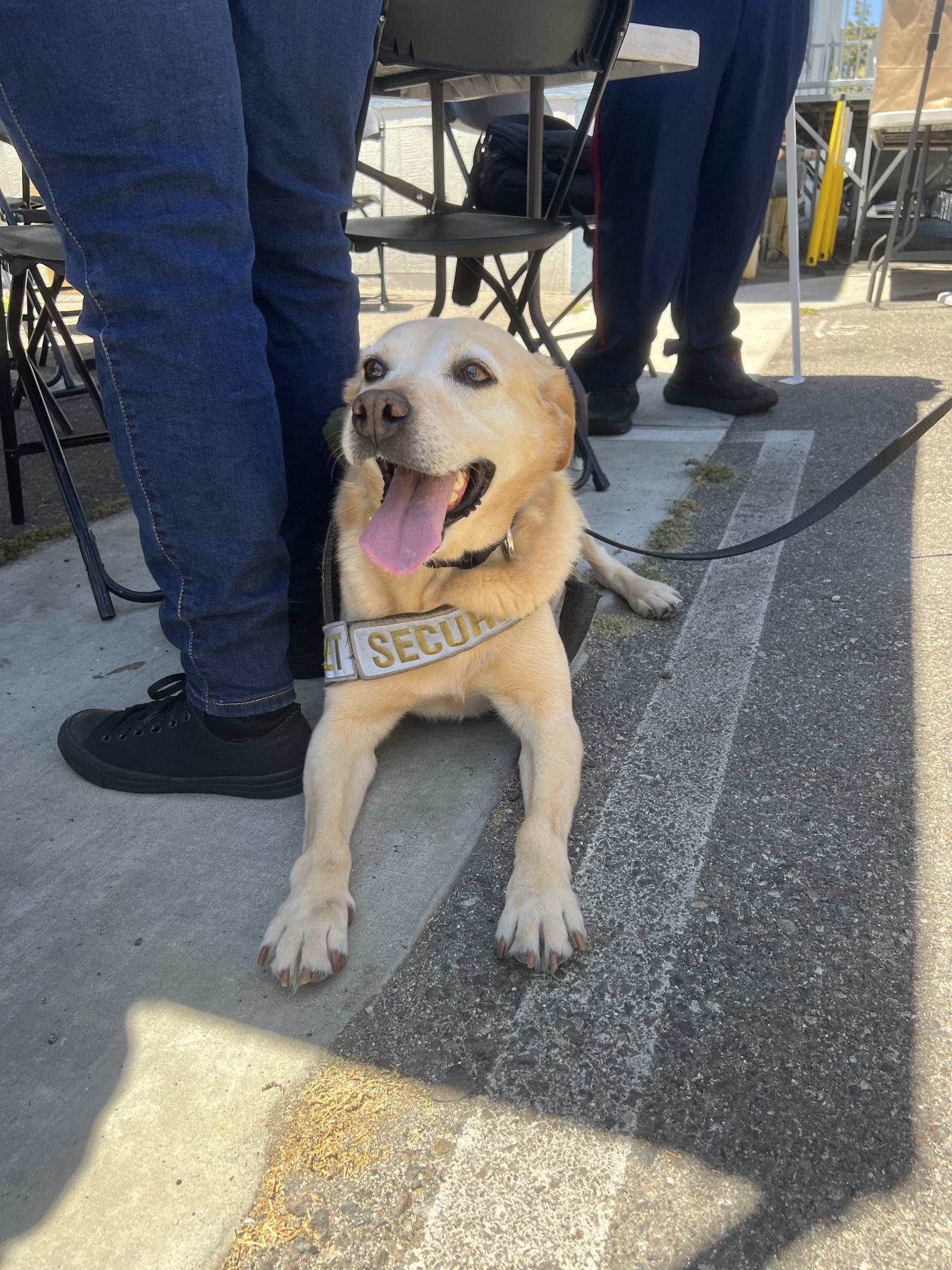 Benny the Security Dog Disneyland Retires 2 | The Main Street Mouse Benny the Security Dog Disneyland Retires 2