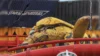 Something Big and Menacing Is Crawling Into Shanghai Disneyland’s New Spider-Man Land